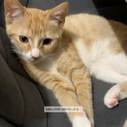 Foto 1/1 Carabouille Chat perdido en Saint andre lez lille