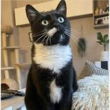 Foto del gato perdido en Flemalle