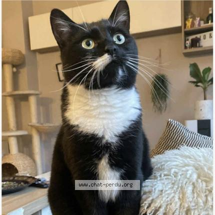 Foto 1/1 Rio Chat perdido en Flemalle