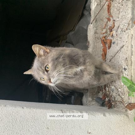 Foto 1/1 Gato encontrado Encontrado en Toulouse