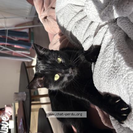 Foto 1/1 Woody Chat perdido en Pont saint martin