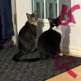 Foto del gato perdido en Saint Jean Sur Richelieu