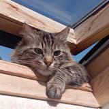 Foto del gato perdido en Claix