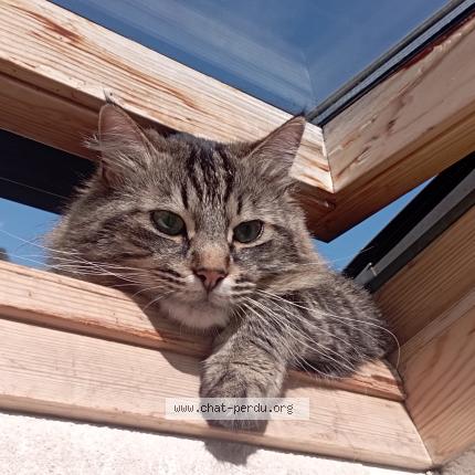 Foto 1/1 Boubouille Gaumet Chat perdido en Claix