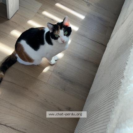 Foto 1/1 Nesquik Chat perdido en La louviere