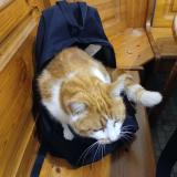 Foto del gato perdido en Quettehou