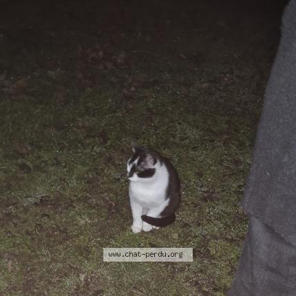 Foto 1/1 Gato encontrado Encontrado en Duingt