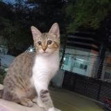 Foto del gato perdido en Chennai