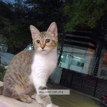 Foto 1/1 SUMBUL Chat perdido en Chennai