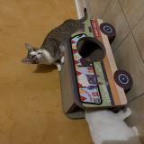 Foto del gato perdido en Vaulx Milieu