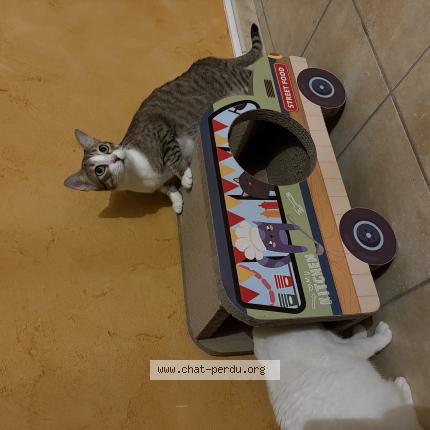 Foto 1/1 Nobu Chat perdido en Vaulx milieu