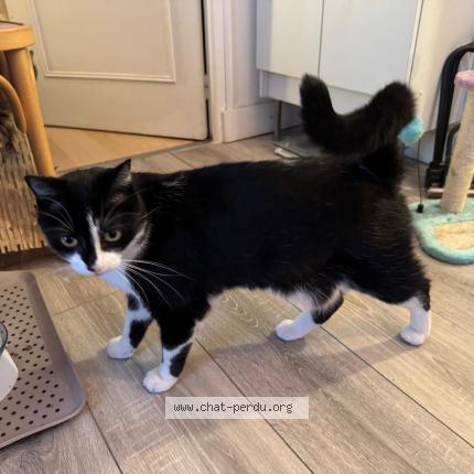 Foto 1/1 Ulysse Chat perdido en Paris