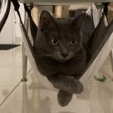 Foto del gato perdido en Saint Pryve Saint Mesmin