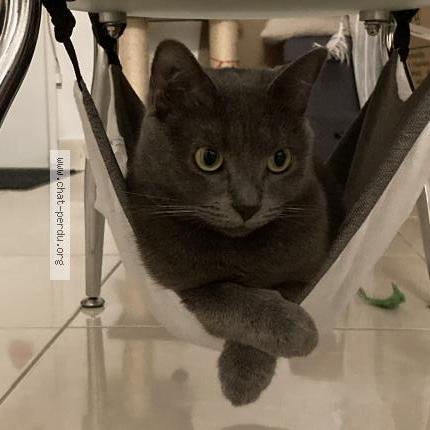 Foto 1/1 Plume Chat perdido en Saint pryve saint mesmin