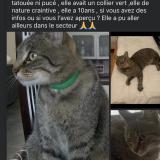 Foto del gato perdido en Viriville