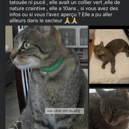 Foto 1/1 Titi Chat perdido en Viriville