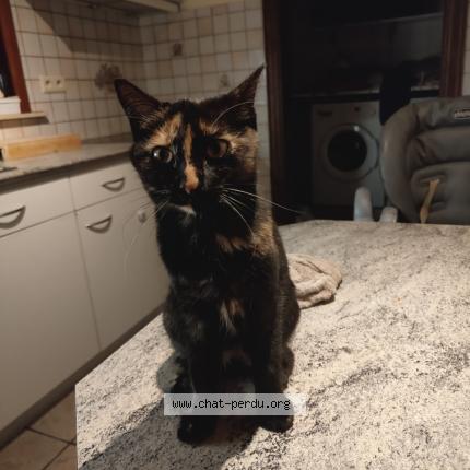 Foto 1/4 Gaia Chat perdido en Everberg kortenberg