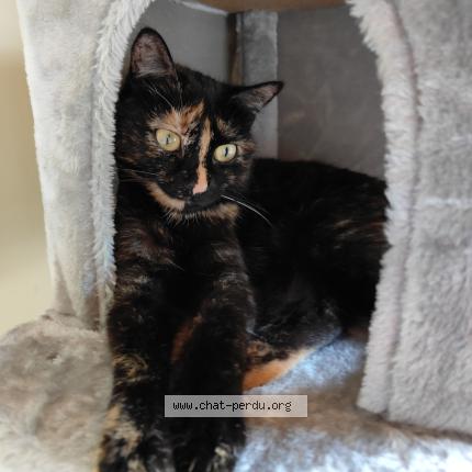 Foto 2/4 Gaia Chat perdido en Everberg kortenberg