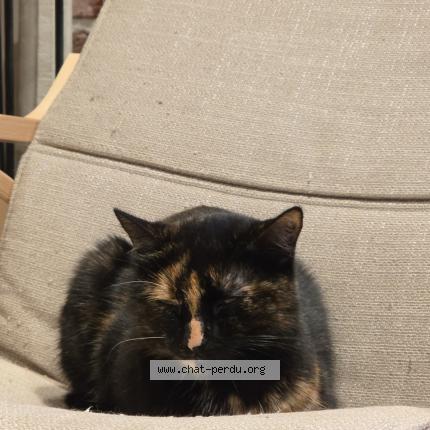 Foto 3/4 Gaia Chat perdido en Everberg kortenberg