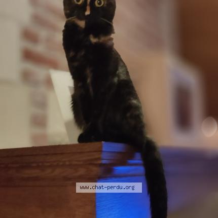 Foto 4/4 Gaia Chat perdido en Everberg kortenberg