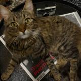 Foto de gato encontrado en Drancy