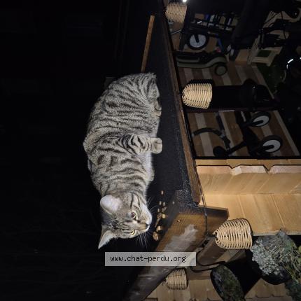 Foto 1/1 Gato encontrado Encontrado en Asnieres sur seine