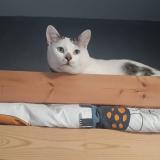 Foto del gato perdido en Vitrolles