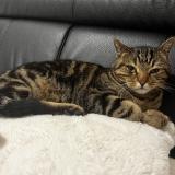 Foto del gato perdido en Illkirch Graffenstaden