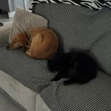 Foto del gato perdido en Ramous