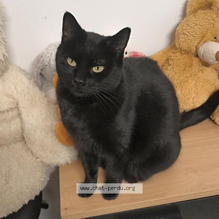 Foto 1/1 Gato encontrado Perdido en Aureilhan