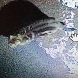 Foto de gato encontrado en Epinal