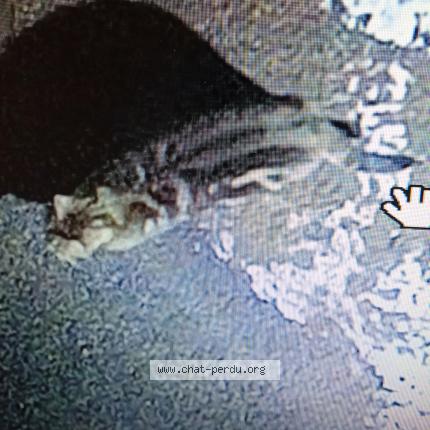 Foto 1/1 Gato encontrado Encontrado en Epinal