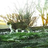 Foto de gato encontrado en Epinal