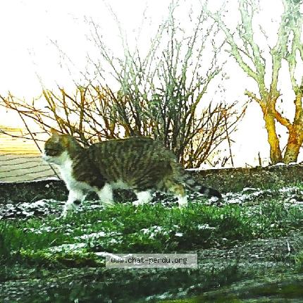 Foto 1/1 Gato encontrado Encontrado en Epinal