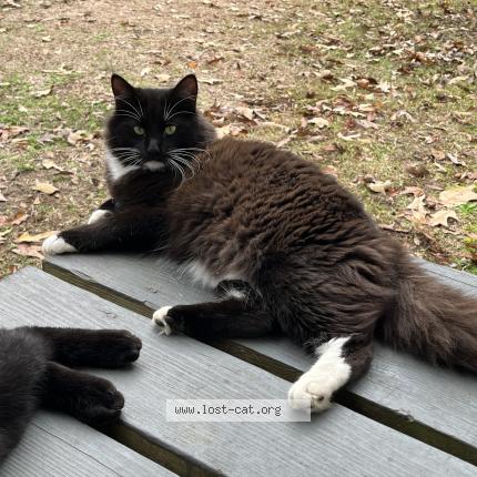 Foto 1/1 Boots Chat perdido en Moss point