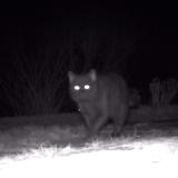 Foto de gato encontrado en Epinal