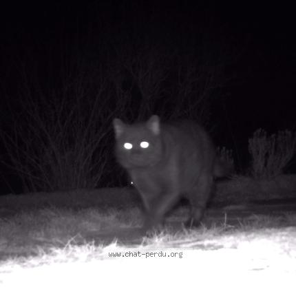 Foto 1/1 Gato encontrado Encontrado en Epinal