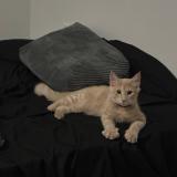 Foto del gato perdido en Marrieta