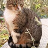 Foto de gato encontrado en Paris