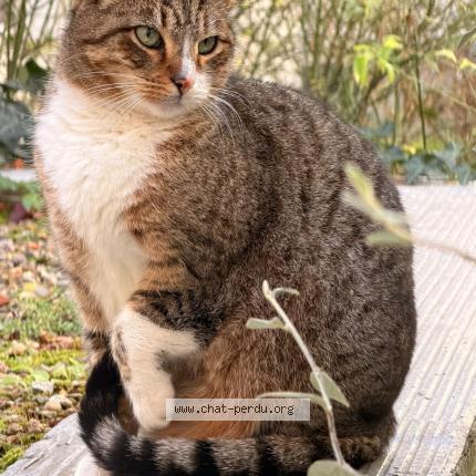 Foto 1/1 Gato encontrado Encontrado en Paris