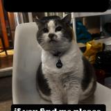 Foto del gato perdido en Vancouver