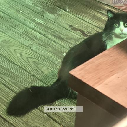 Foto 1/5 Gato encontrado Encontrado en Bryantcat