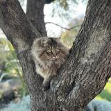 Foto del gato perdido en Bouliac