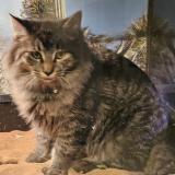 Foto del gato perdido en Fort Cavazos