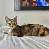 Foto del gato perdido en Saint Andre De Cubzac