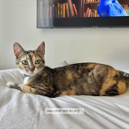 Foto 1/1 Moon Chat perdido en Saint andre de cubzac