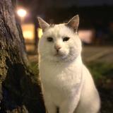Foto del gato perdido en Flers En Escrebieux