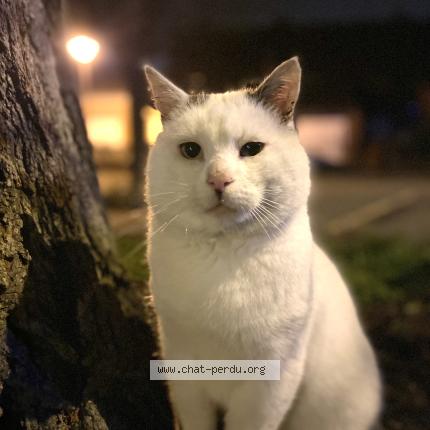 Foto 1/2 Nounours Chat perdido en Flers en escrebieux