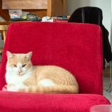 Foto del gato perdido en Soudan