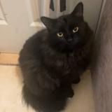 Foto del gato perdido en Reno Nv